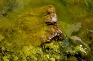 La Femme aux mille visages