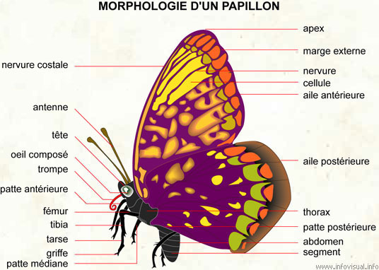 Morphologie d'un papillon selon https://enthomologie.webnode.fr/anatomie-de-linsecte/