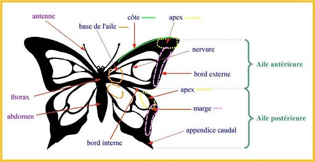 Glossaire papillon selon https://www.papillon-poitou-charentes.org/-Glossaire-.html