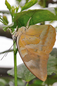 Archaeoprepona demophon