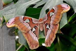 Attacus atlas