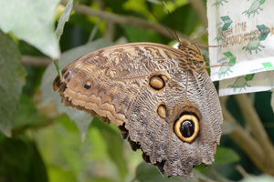 Caligo eurilochus ou le Hibou