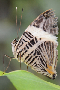 Colobura dirce - Mosaïque zébrée