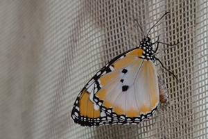 Danaus chrysippus - Petit monarque