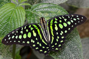 Graphium agamemnon ou Porte-queue geai