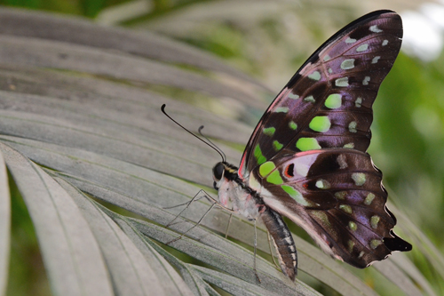 Graphium agamemnon