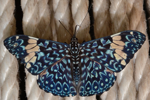 Hamadryas amphinome ou le Craqueur rouge