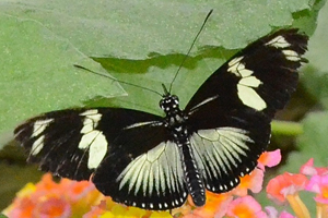 Heliconius doris ou Le Doris