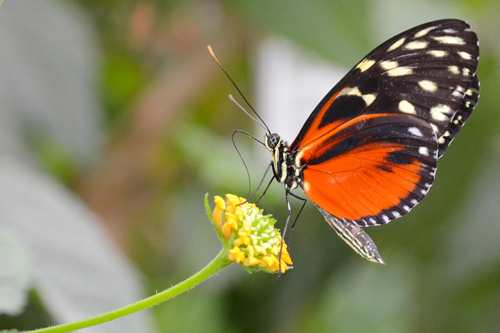 Heliconius hecale
