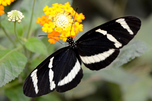 Heliconius hewitsoni