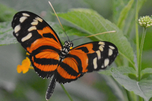 Heliconius ismenius ou l’Œil du Tigre