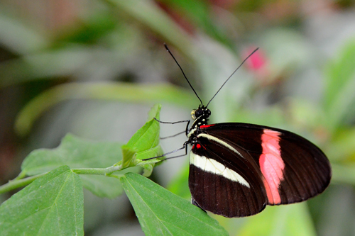 Heliconius melpomene amaryllis