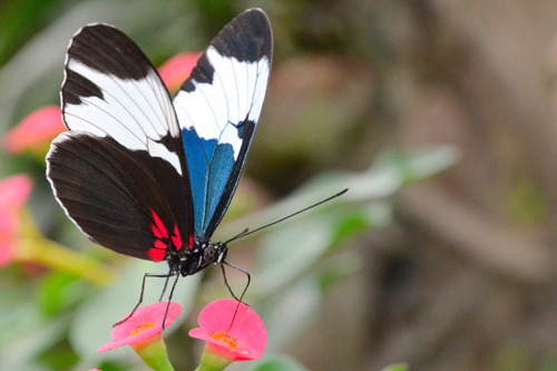 Heliconius sapho