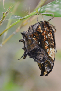 Hypna clytemnestra ou l'Hypna