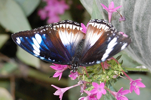 Hypolimnas bolina (femelle)