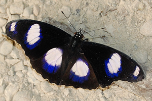 Hypolimnas misippus (mâle)