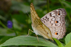 Junonia atlites