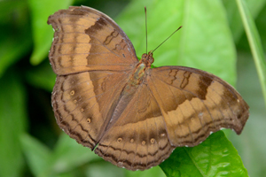 Junonia iphita