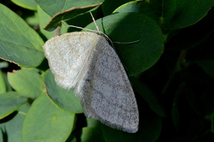 L'Acidalie blanchâtre ou Idaea subsericeata Hw.