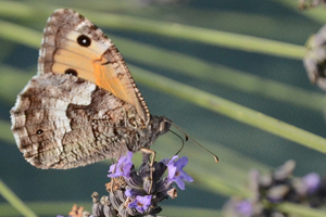 L'Agreste ou Hipparchia semele
