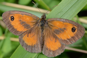 L'Amaryllis ou Pyronia tithonus