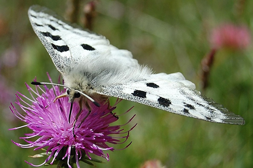 Le Grand Apollon ou Parnassius apollo