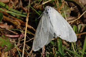 L'Apparent ou Leucoma salicis L.