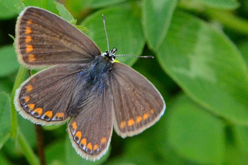 Le Bel-Argus femelle