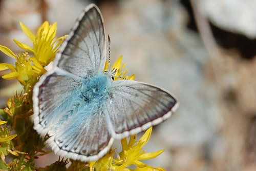 L'rgus bleu nacré ou Lysandra coridon