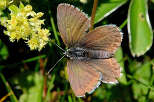 L'argus minime ou Cupido minimus