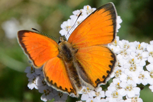 L'argus satiné ou Heodes virgaureae