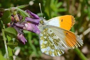 L'Aurore ou Anthocharis cardamines