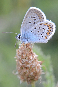 L'azuré de l'ajonc ou Plebejus argus