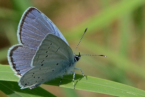L'Azuré de la faucille ou Everes alcetas