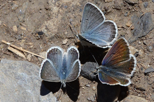 L'Azuré des soldanelles ou Agriades glandon