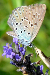 L'Azuré du serpolet ou Phengaris arion
