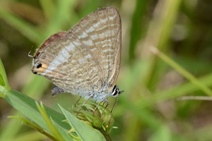 L'Azuré porte-queue ou Lampides boeticus
