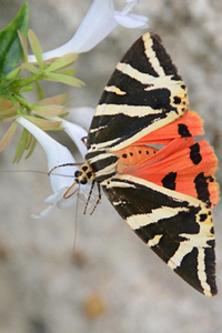 L'Écaille chinée ou Euplagia quadripunctaria