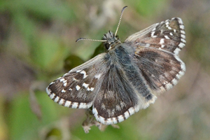 L'Hespérie de la carline ou Pyrgus carlinae