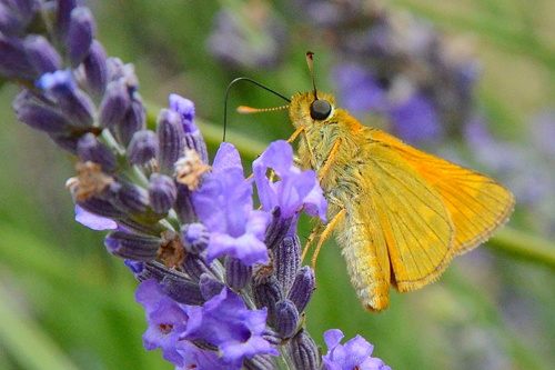 L'Hespérie du dactyle / européenne ou Thymelicus lineola