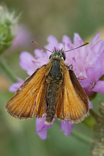L’Hespérie du dactyle ou Thymelicus lineola
