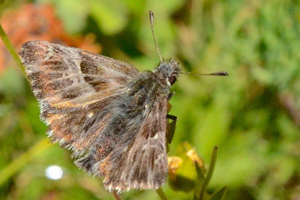 L'Hespérie du Marrube ou Carcharodus flocciferus