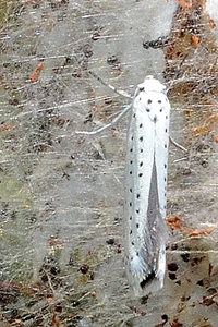 L'hyponomeute du cerisier ou Yponomeuta padella