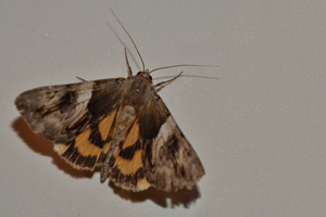 L'Intruse ou Archiearis parthenias L.