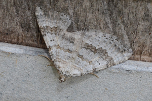 L'Ortholite biponctuée ou Scotopteryx bipunctaria D. & S.