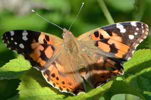 La Belle-dame ou Vanessa cardui