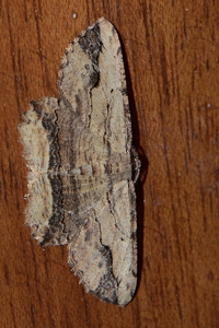 La Boarmie pétrifiée ou Menophra abruptaria