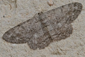 La Boarmie pointillée ou Hypomecis punctinalis