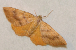 La Brocatelle d'or ou Camptogramma bilineata