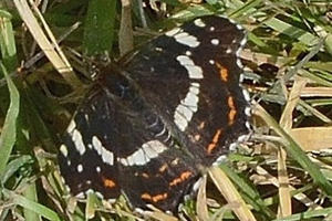 La Carte géographique ou Araschnia levana